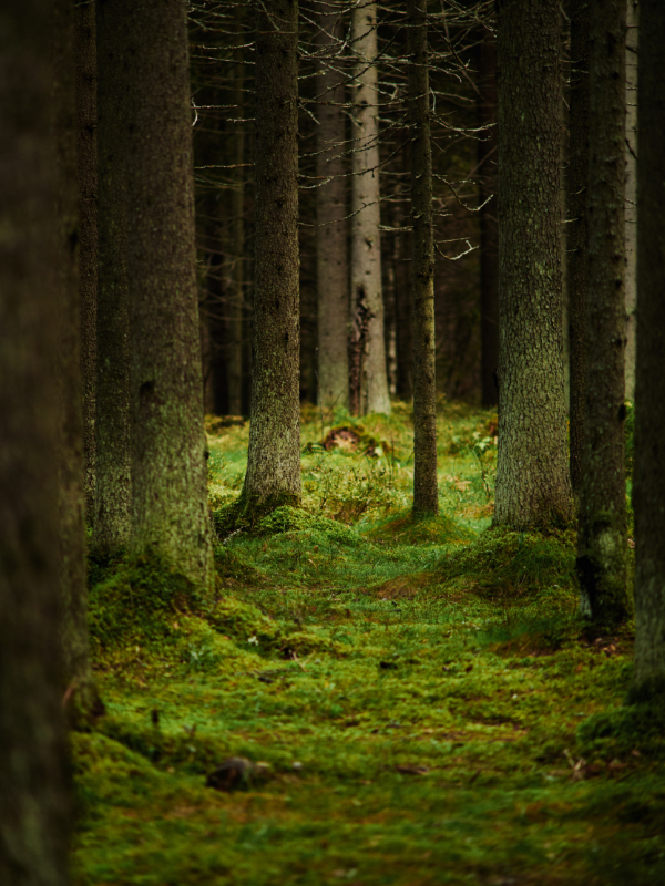 Sunlight streaming through a pine forest